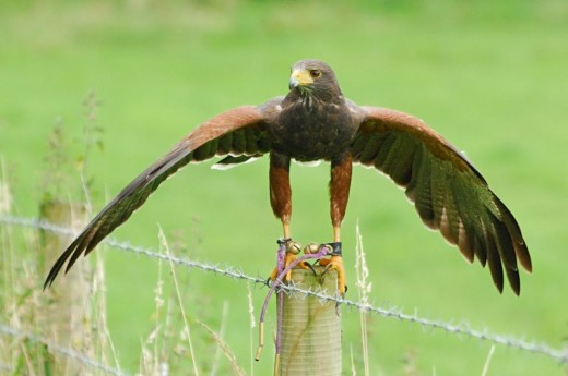 Falconry Adventure for Two in Ireland