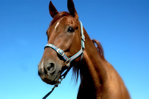 Original Andalusian Horses Show