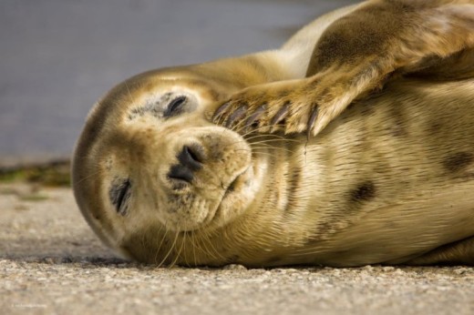 Guided Seal Safari by Boat- Adult