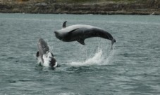 Dolphin and Whale Watching in Ireland (Family Ticket)