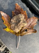 Regala una caccia al tartufo + degustazione