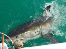 Shark Cage Diving in Cape Town, South Africa