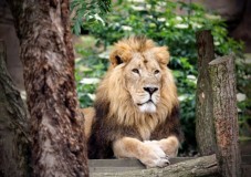 Battersea Zoo - supervised children's tour