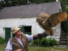 Falconry Adventure for Two in Ireland