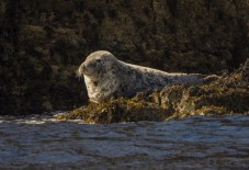 Guided Seal Safari by Boat- Adult