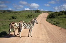 Safari adventure in South Africa