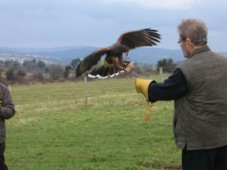 Falconry Adventure for Two in Ireland