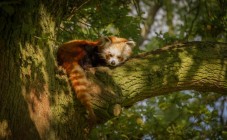 Animals at Whipsnade Zoo