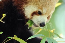 Visite Zoo du jardin des plantes - Entée prioritaire pour 2 personnes - Paris (75)