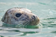 Guided Seal Safari by Boat- Adult