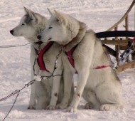 Four-day Lapland Experience for Two