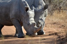 Rhinos at Chessington Zoo