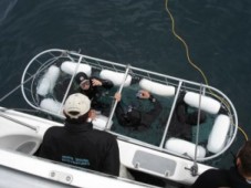 Shark Cage Diving in South Africa