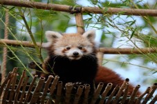 Battersea Zoo - supervised children's tour