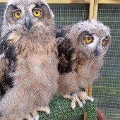 Owl Experience Day