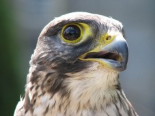 Falconry Adventure for Two in Ireland