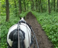 Horse drawn carriage ride with Prosecco and strawberries