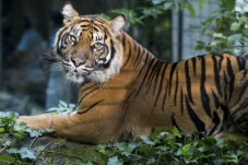 Visite du ZooParc de Beauval - (41) 