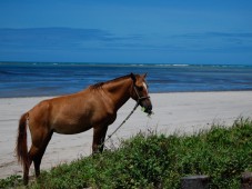 Original Andalusian Horses Show