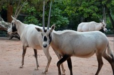 Visite Zoo du jardin des plantes - Entée prioritaire pour 2 personnes - Paris (75)