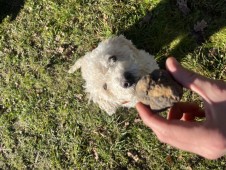 Regala una caccia al tartufo + degustazione