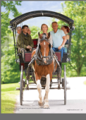 Jaunting Car Ride Killarney