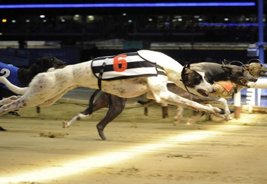 Greyhound Racing