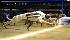 Greyhound Racing